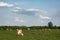 Cattle graze on pasture in spring and big cumulonimbus cloud forming in sky