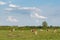 Cattle graze on pasture in spring and big cumulonimbus cloud forming in sky