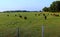 Cattle Graze at Rural Farm, Surrounded by Wire Fence