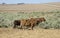 Cattle graze on Saltbush South Africa