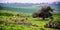 Cattle graze in spring pastures in the Negev, Israel