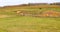 Cattle Graze on Spring`s Newly Green Grass on Rolling Hills