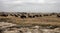 Cattle grazing in the abandoned fields, overgrown with bushes. Kazakhstan