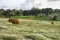 Cattle grazing in the Alentejo plain