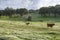 Cattle grazing in the Alentejo plain