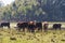 Cattle grazing in the Argentine countryside