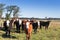 Cattle grazing in the Argentine countryside