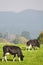 Cattle grazing in British countryside