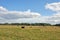 Cattle grazing in the British summertime countryside.