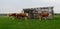 Cattle grazing in the farm