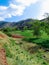 Cattle grazing field a journey into the heart of nature\\\'s tranquil and picturesque scenes