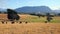 Cattle Grazing in Field, Tasmania