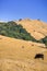 Cattle grazing on the golden hills of Mission Peak Preserve