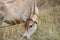 Cattle grazing in the grassy field close up, roped captive farm animals pasture-raised in rural countryside in Sri Lanka