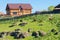 Cattle grazing on a grassy slope near farmhouse