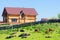 Cattle grazing on a grassy slope near farmhouse