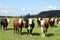 Cattle grazing on green farmland