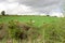 Cattle grazing in an Irish field on a hill