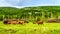 Cattle grazing in meadows along the Heffley-Louis Creek Road in Br