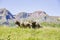 Cattle grazing in the meadows and mountains of the high Aragonese Pyrenees in summer