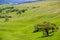Cattle grazing on the meadows of a verdant valley, south San Francisco bay area, California