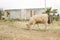 Cattle Grazing in Mexican Countryside