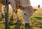 Cattle grazing at the morning pasture.