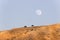 Cattle grazing, mountain and moon