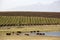 Cattle grazing near water supply Riebeek Kasteel S Africa South Africa