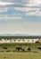 Cattle grazing next to the yurt tents in Inner Mongolia Province of China