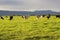 Cattle grazing in the open meadows in Australia