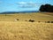 Cattle Grazing in Open Paddock, Tasmania