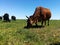 Cattle Grazing Open Pasture