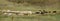 Cattle grazing over farmland. Cows grazing on a green autumn meadow. .