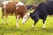 Cattle in grazing pasture