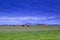 Cattle grazing on pasture at sunset