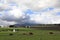 Cattle grazing peacefully in the beautiful Devon Vally