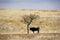 Cattle Grazing on Prairie Spring Grass