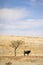 Cattle Grazing on Prairie Spring Grass