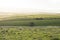 Cattle Grazing on Random Farmland in the Fleurieu Peninsula, Sou