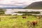 Cattle grazing on the shore of Lough Corrib