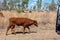 Cattle Grazing On The Side Of An Australian Highway