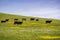 Cattle grazing among spring wildflowers, south San Francisco bay, California
