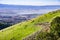 Cattle grazing on a steep hill, south San Francisco bay area in the background, California