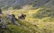 Cattle grazing on a steep mountainside