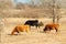 Cattle grazing on a sunny hillside