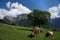 Cattle grazing in Swiss Alpine town Engelberg