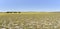 Cattle Grazing Tansy-Leaf Evening Primrose at Cow Lakes, Malheur County, South Eastern Oregon