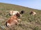 Cattle grazing on top of a mountain
