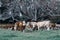 Cattle grazing in typical agricultural image